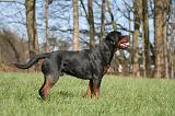 ROTTWEILER 557